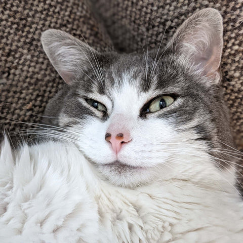 Mitzi the grey tabby rescue cat. A true beauty!