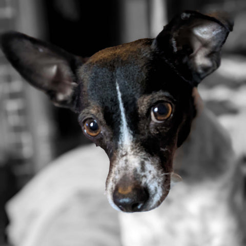 My dog Oreo, a rescue terrier mix from Texas