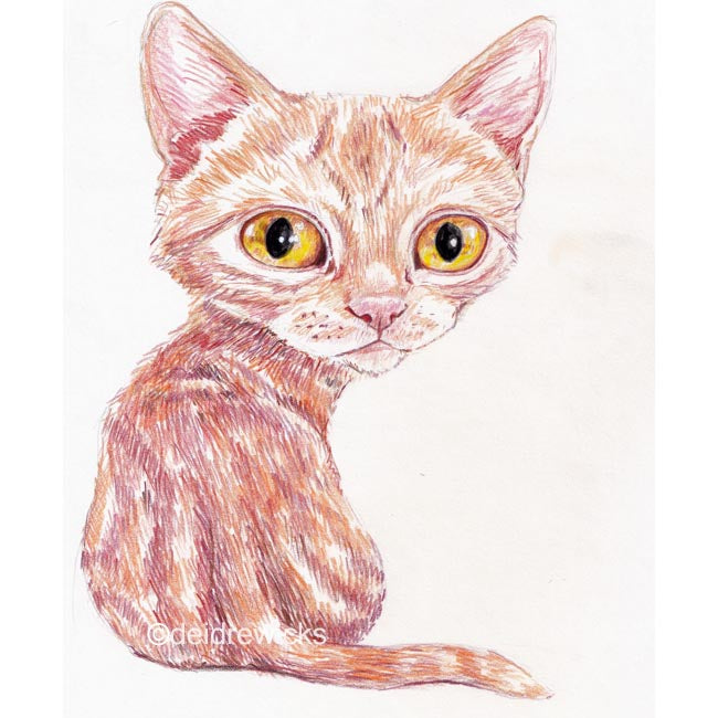 Coloured pencil drawing of an orange tabby with large eyes looking over it's shoulder