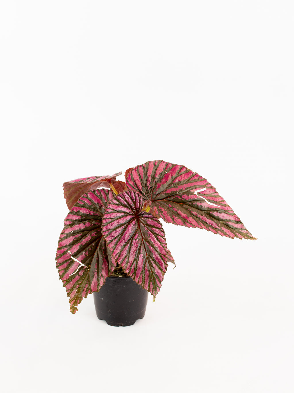 Begonia brevirimosa – ARIUM BOTANICALS