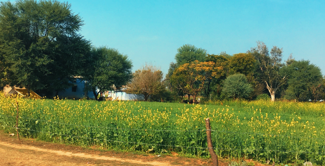 FARMING IN INDIA