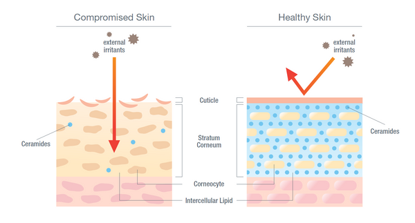 Barriera Cutanea - Ceramidi