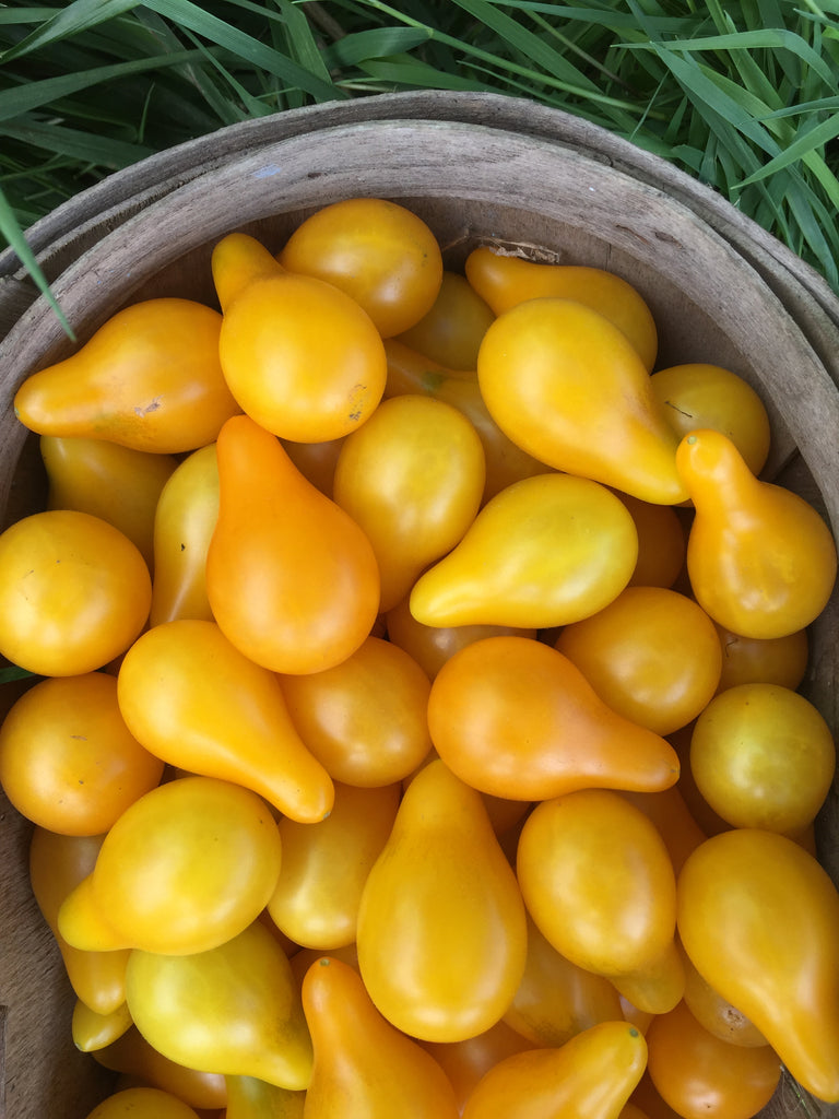 Yellow Pear Tomato Heirloom Kitchen Table Seed House