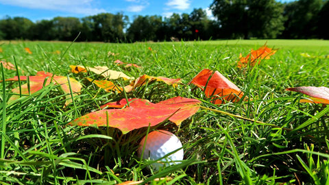 golf ball underneath fallen leaves during autumn