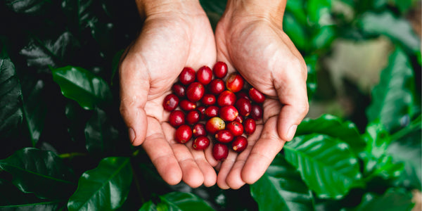 Coffee berries from our partner farm in Guatemala