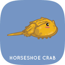 Horseshoe Crab