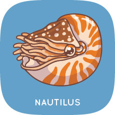 Chambered Nautilus