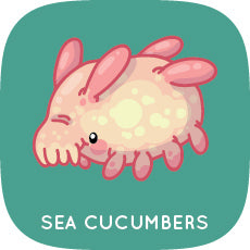 Sea Pig