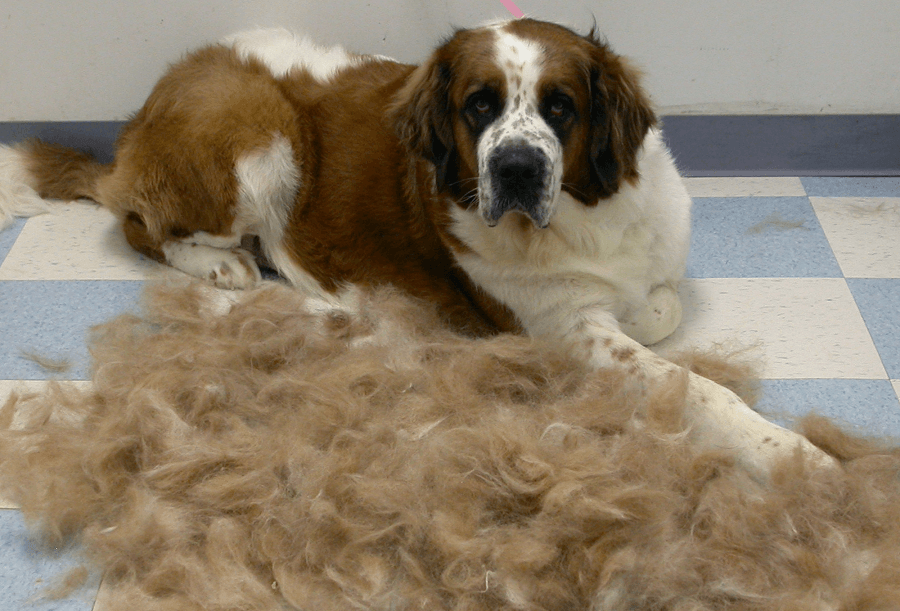 excessive shedding in dogs