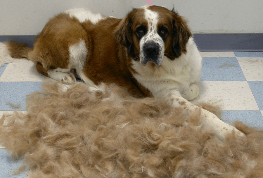 stop dog shedding