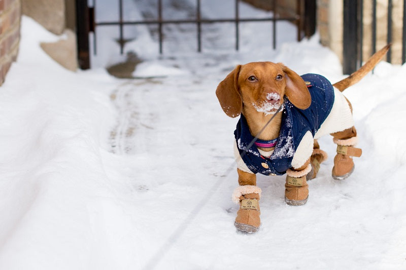 dog shoes and boots