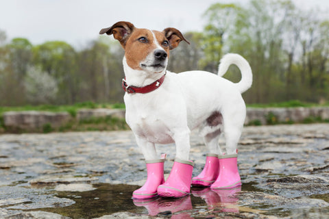 dog shoes to protect from heat