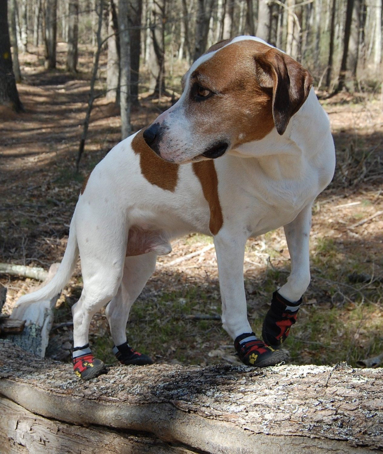 my busy dog winter boots