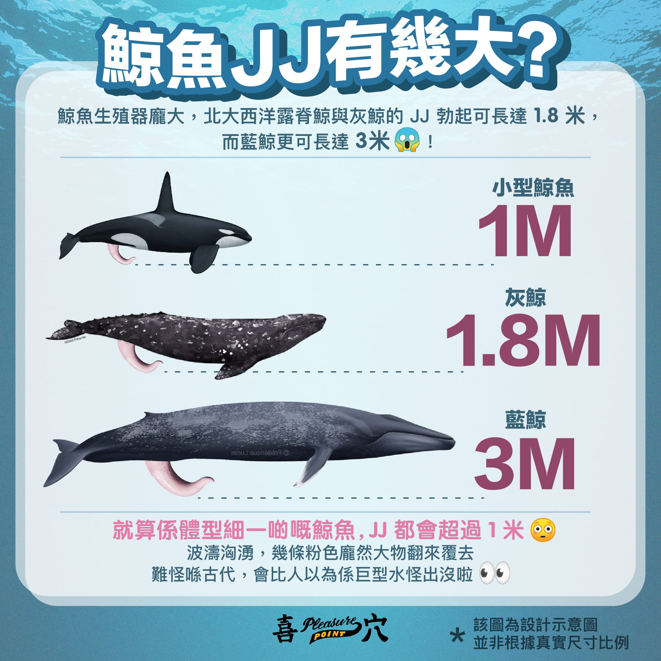 鯨魚 JJ 有幾大？
