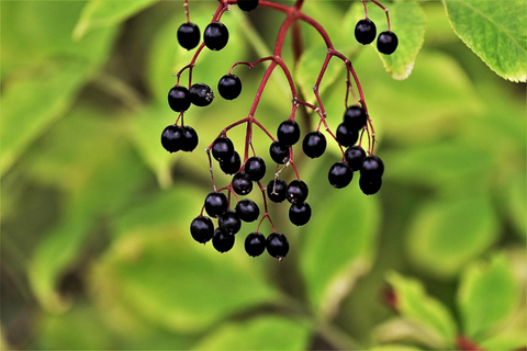 Benefits of Elderberry