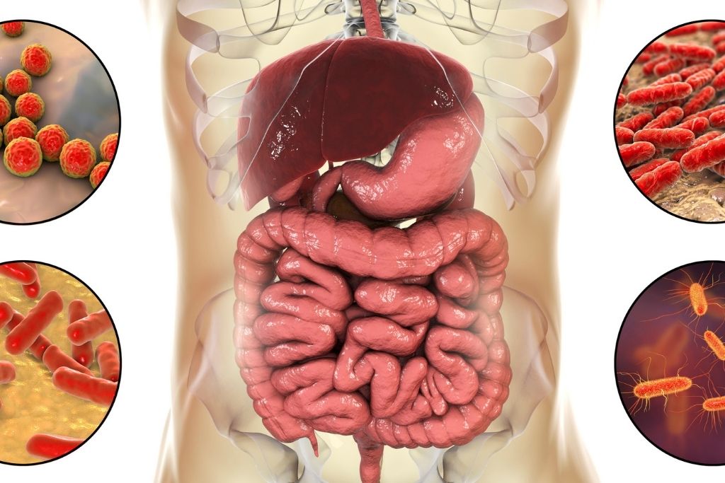 Darm, gesunder Darm, gesunder Darm Rezepte, Darm stärken, Nahrungsmittel gut für den Darm, Darm entlasten, Darmgesundheit fördern, wie erziehe ich meinen Darm, Darmgerechte Ernährung, Darmfreundliche Ernährung, Darmgesundheit fördern lebensmittel, gesunde darmflora aufbauen hausmittel, darmsanierung, darmflora aufbauen lebensmittel, darmgesundheit ernährung, chicoree darmgesundheit, Tipps für deine Darmgesundheit, darm mit charme