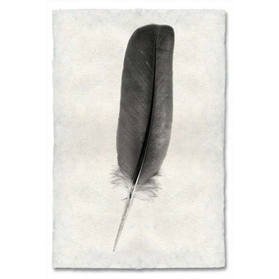 Feather Study #4 Print
