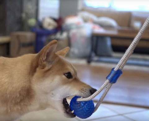 dog toy that suctions to floor