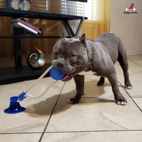 dog tug toy that suctions to floor