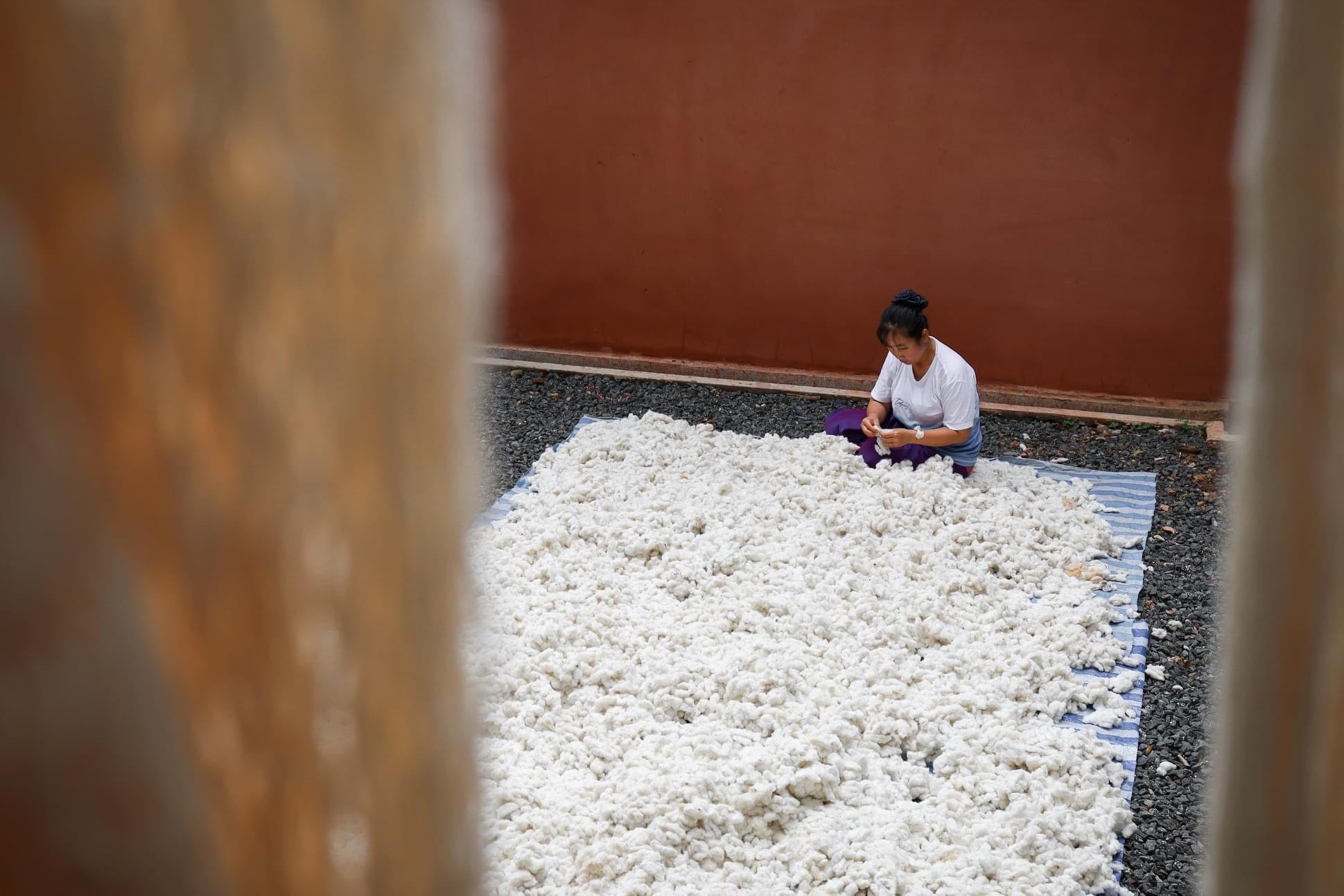 Woman sitting on the floor in a large space, separating the seeds from a large amount of cotton