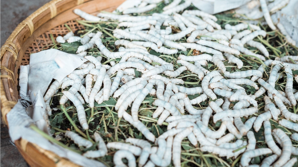 A bund of silkworms eating Mulberry leaves