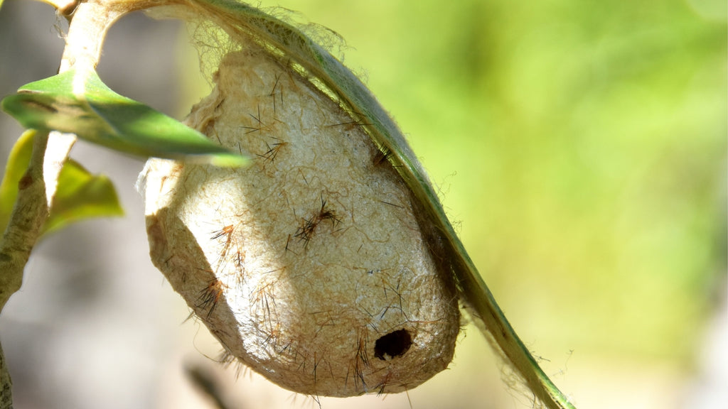 Wild Silk cocoon hanging from a leave in Madagascar
