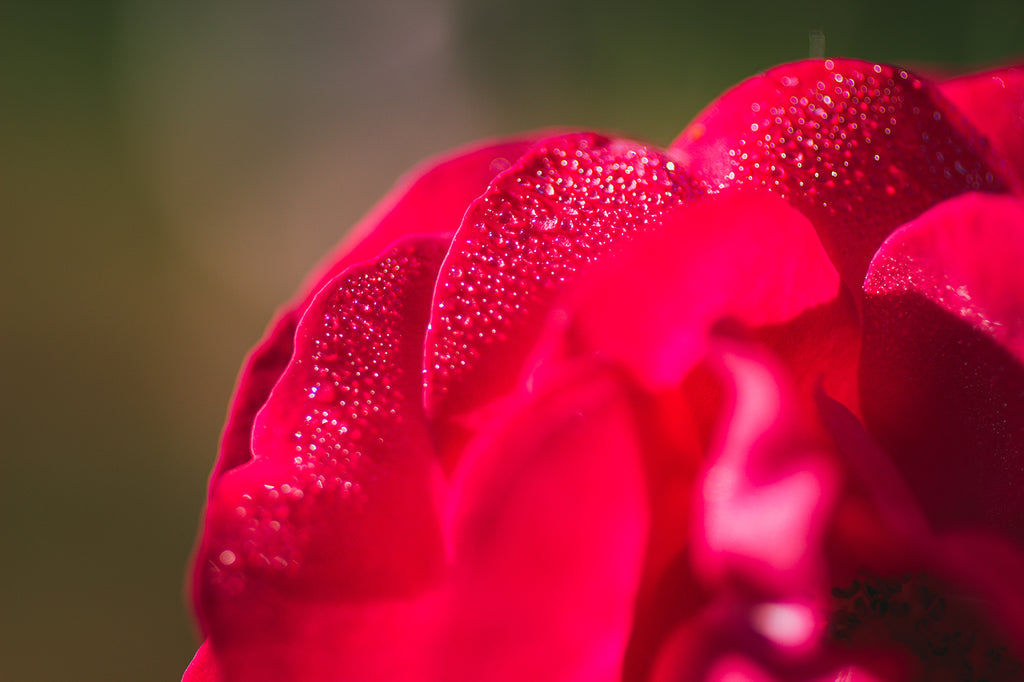A Drop in the Ocean Zero Waste Blog How sustainable are roses?