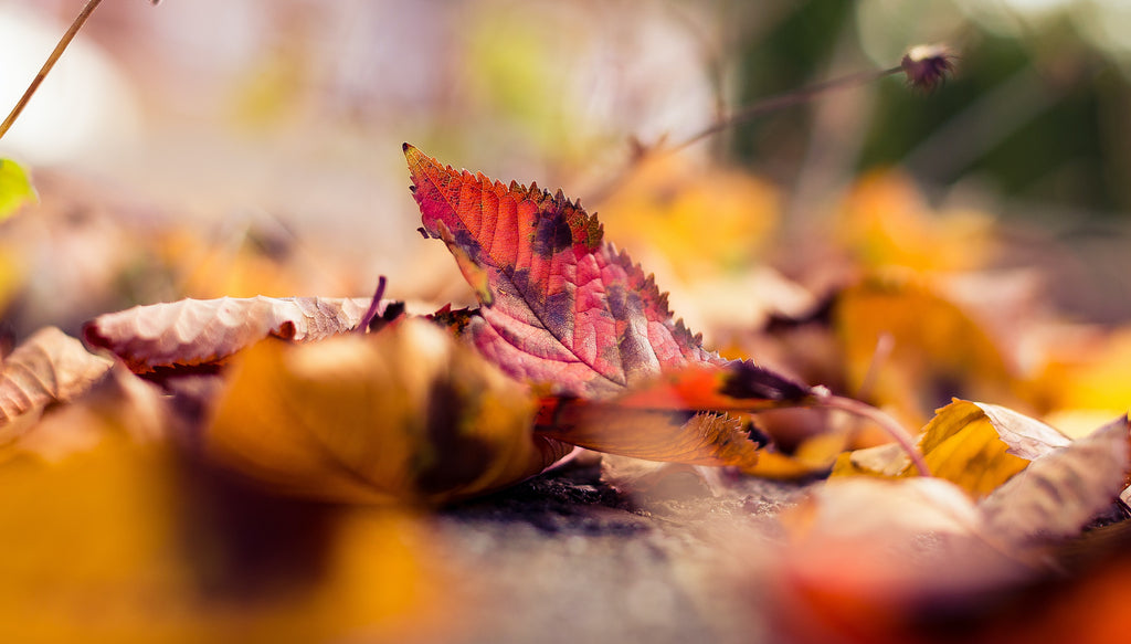 A Drop in the Ocean Zero Waste Store: Why You Shouldn't Rake Your Leaves