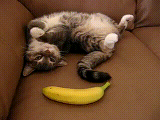 Cat jumping away from a banana