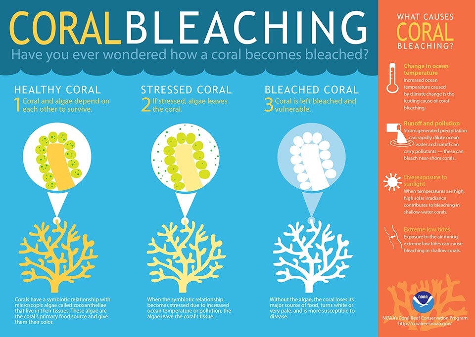 A Drop in the Ocean Sustainable Living Zero Waste Shop Coral Bleaching graphic