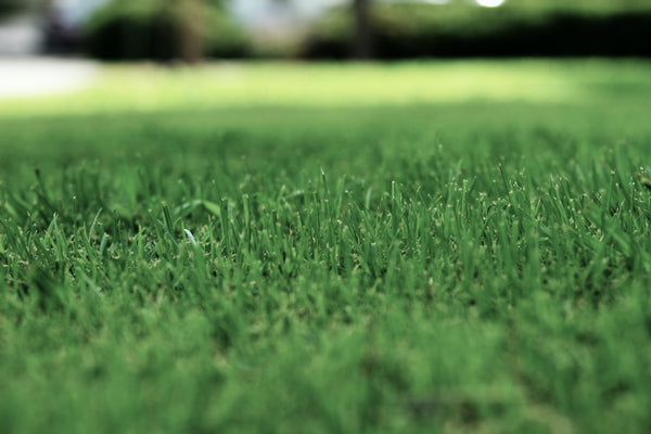 A Drop in the Ocean Sustainable Living Blog: Your Lawn and the Ocean