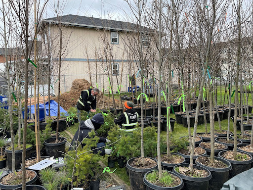 Tree Planting Programs