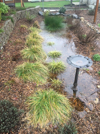 Rain Garden