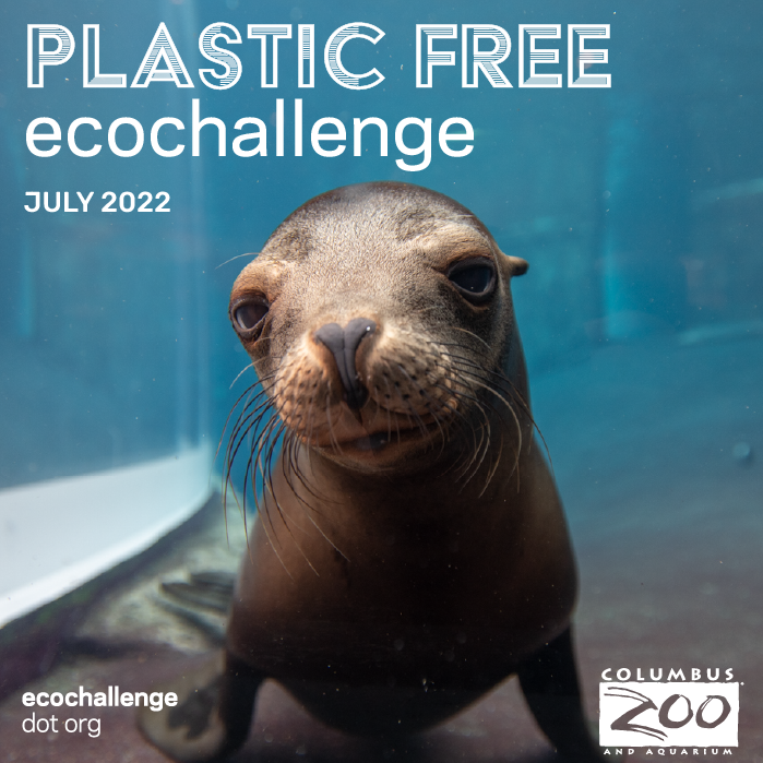 Join the Plastic Free Ecochallenge with A Drop in the Ocean