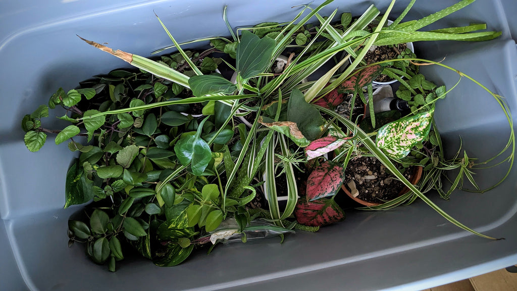 Zero Waste Moving Tips: Reusable storage totes for moving plant babies