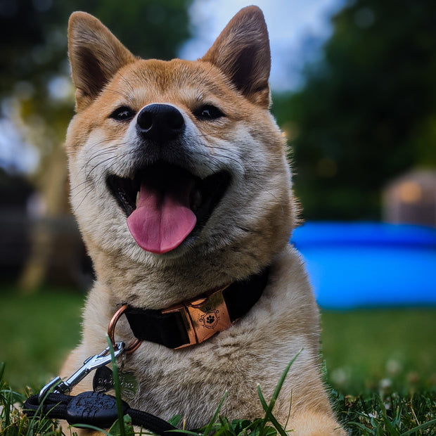 High Quality Dog Collars  iDoggos