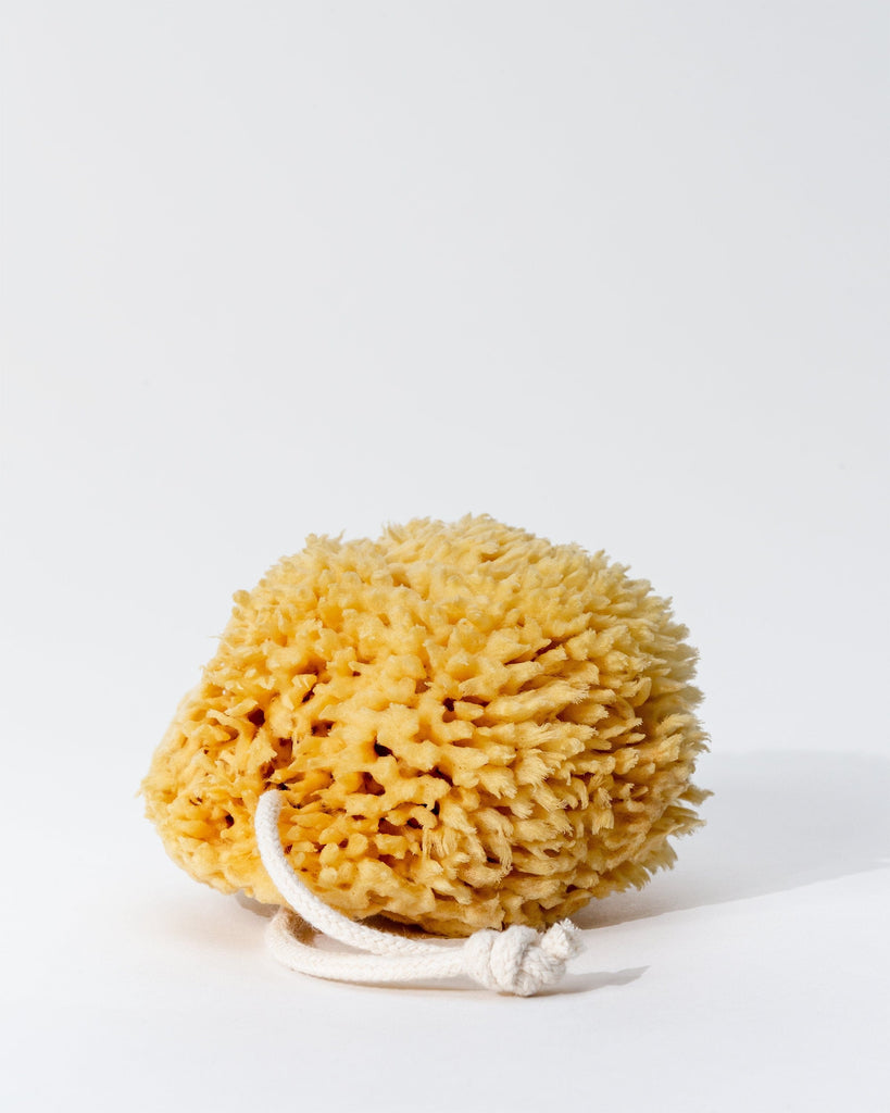 sea-wool-sponge
