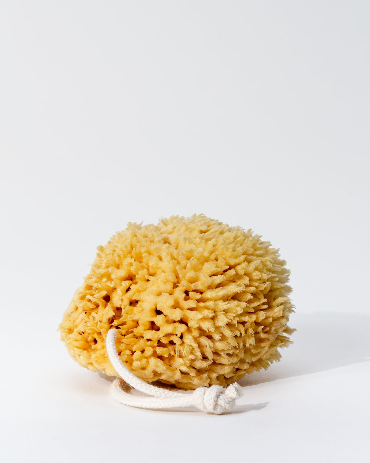 Sea Wool Sponge