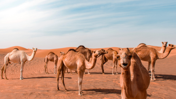 Camels in the desert