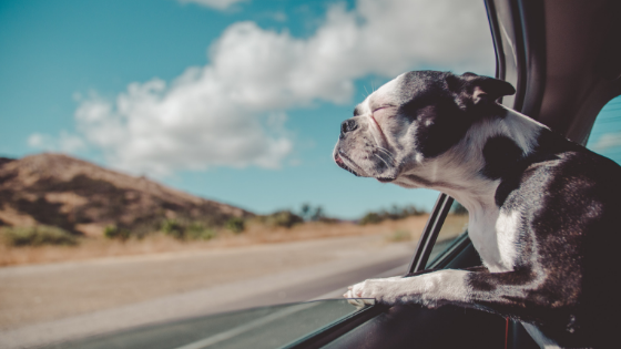 Dog with head outside the window