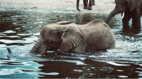 Elephant in water