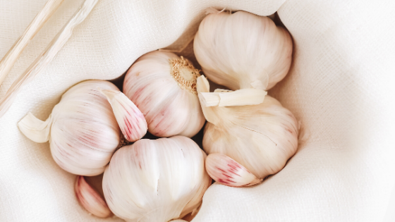 Garlic