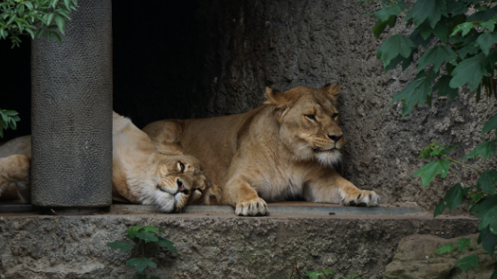 Lions under shade