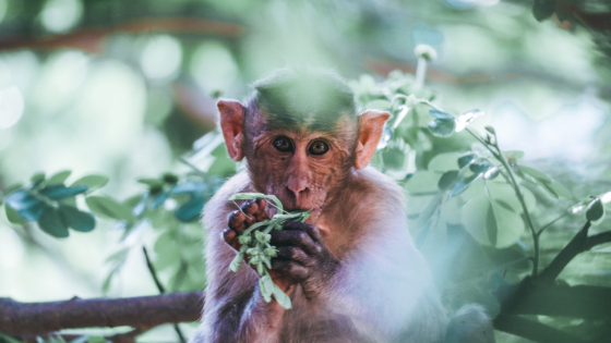 Monkey eating leaves