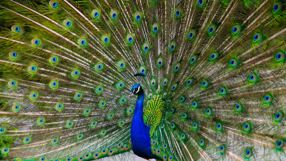 Peacock showing feathers