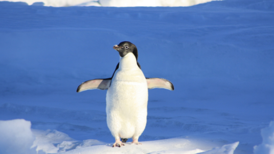 Penguin checking temperature