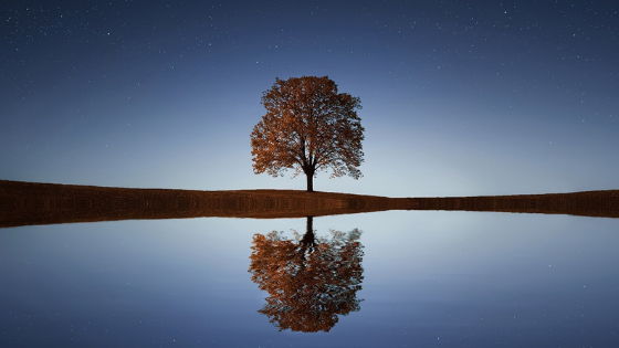 Tree and its reflection in calm water