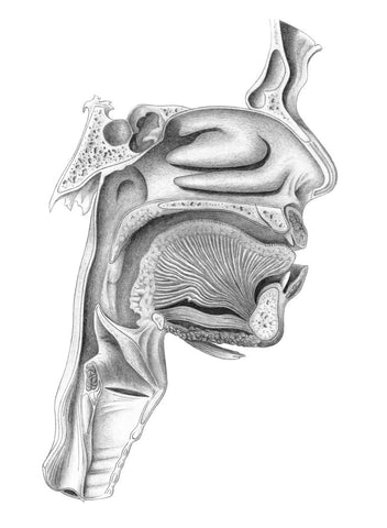 Cross-section of human head