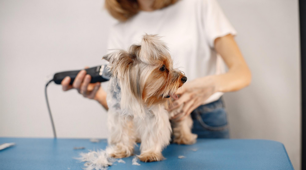 Pet care is a hot business for women who love small animals.