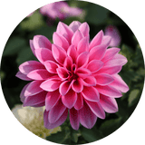 dahlia